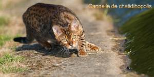 BIGNOLAIS PASCAL - STUDIO NOMADE