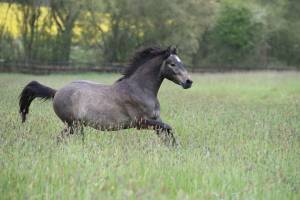 Claude BIGEON - Claude Bigeon